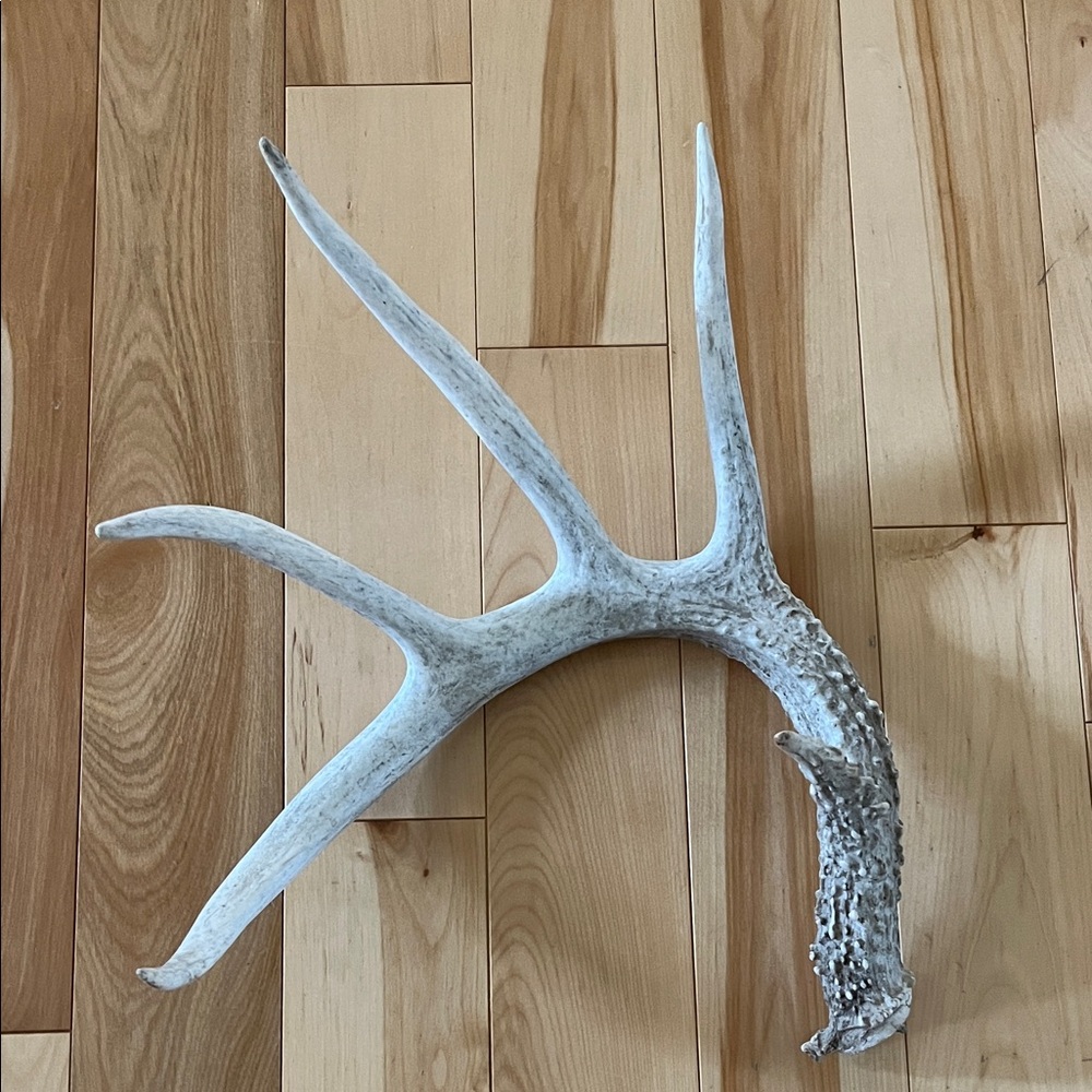 Decorative Antler Accent Piece